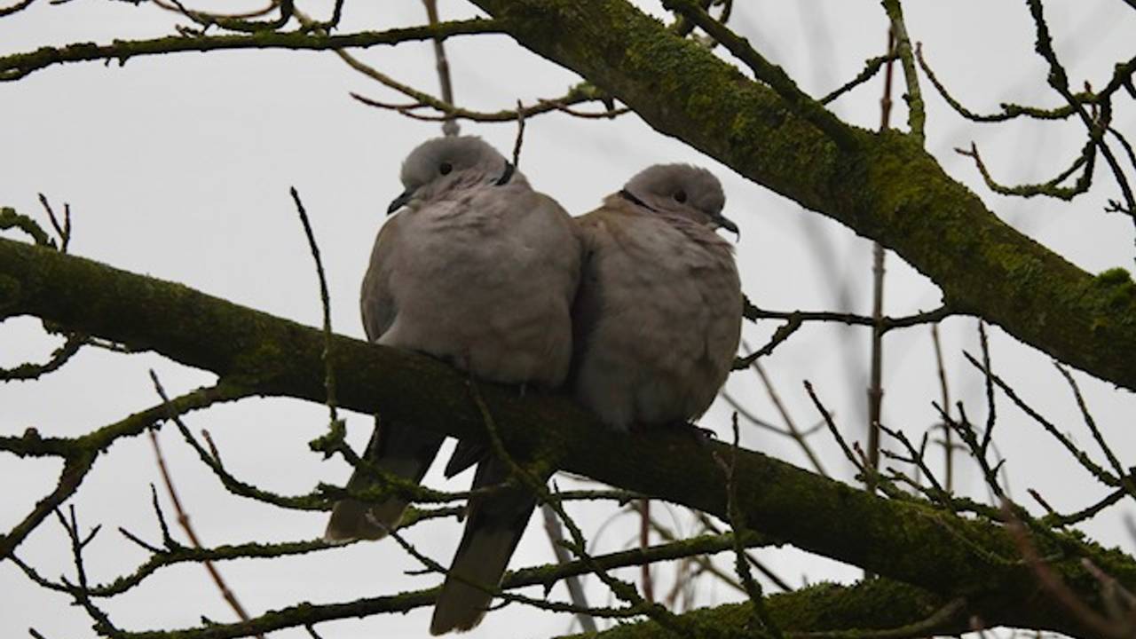 Een Turkse tortel met vreemde snavel (foto: Rosemarie de Wit).