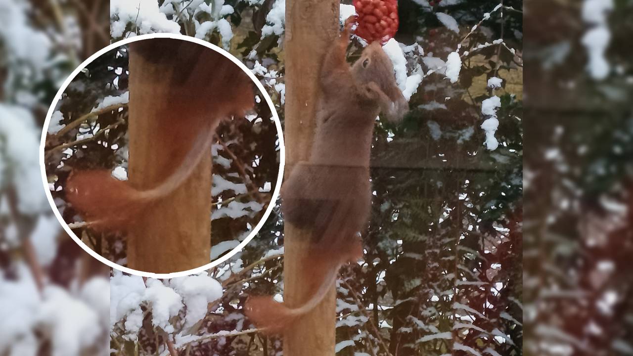 Een eekhoorn met een kale staart (foto: Marian de Jonge).