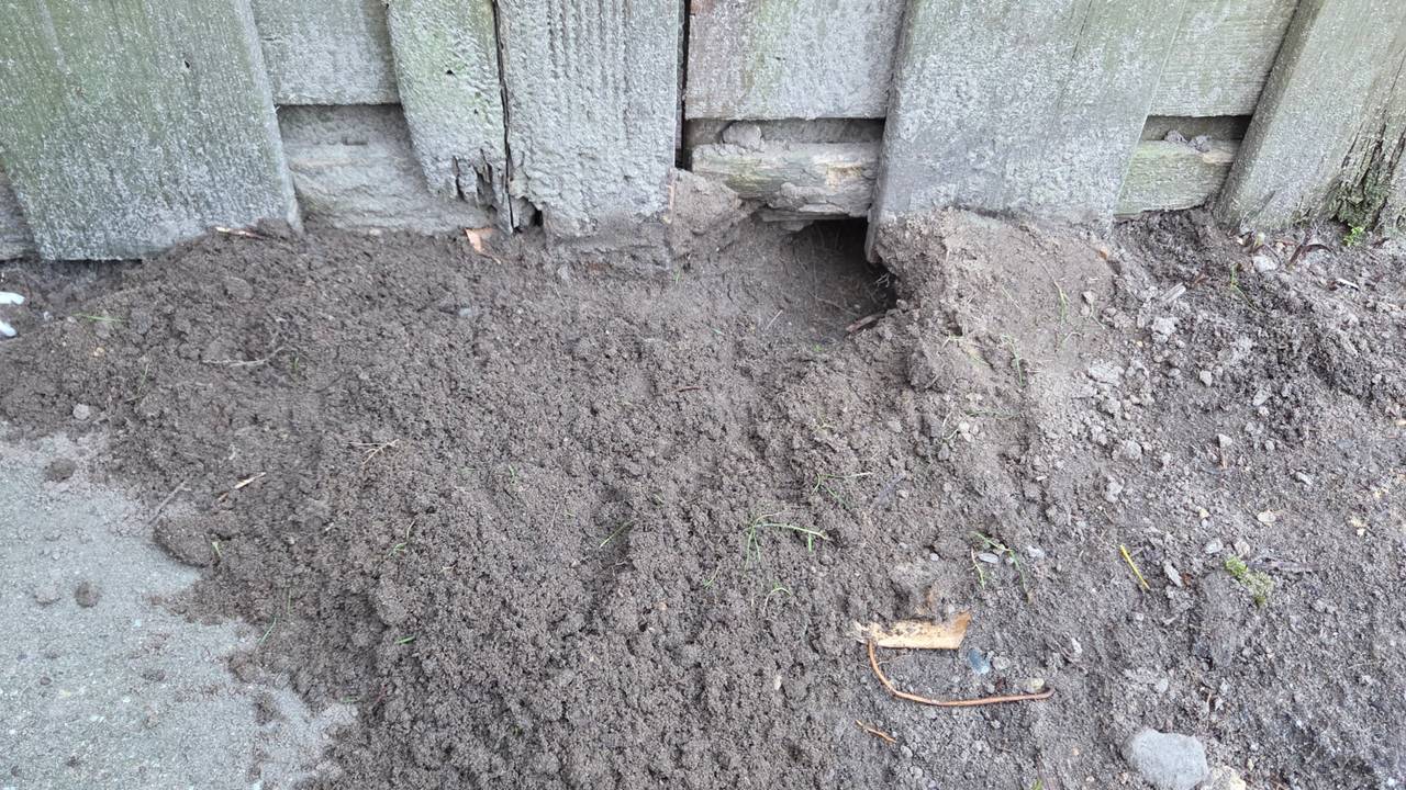 Mogelijke ingang van een hol van een bunzing (foto: Jan Gilsing).