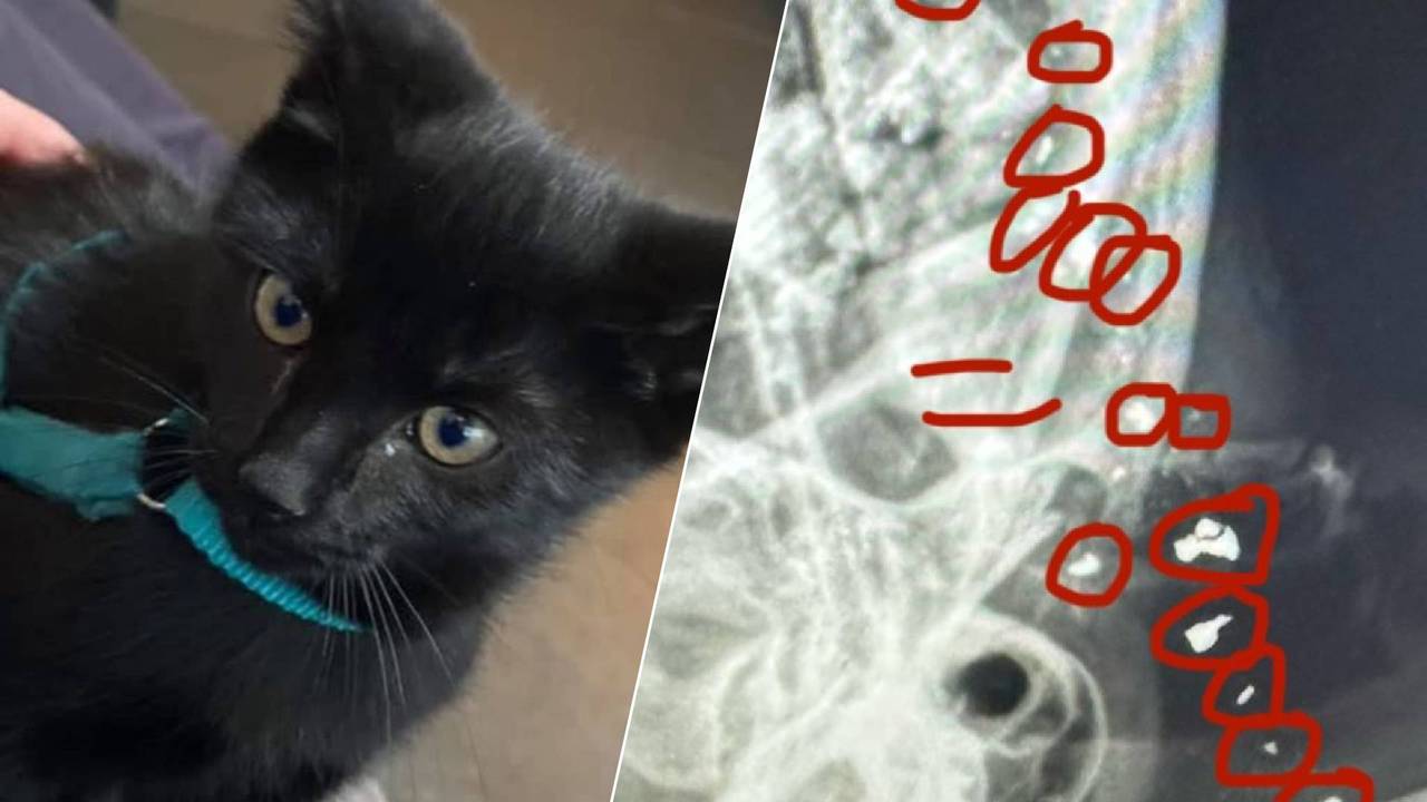 Links: een foto van een jonge Mila. Rechts: De kogels in Mila op een röntgenfoto. (Foto: Privéarchief.)