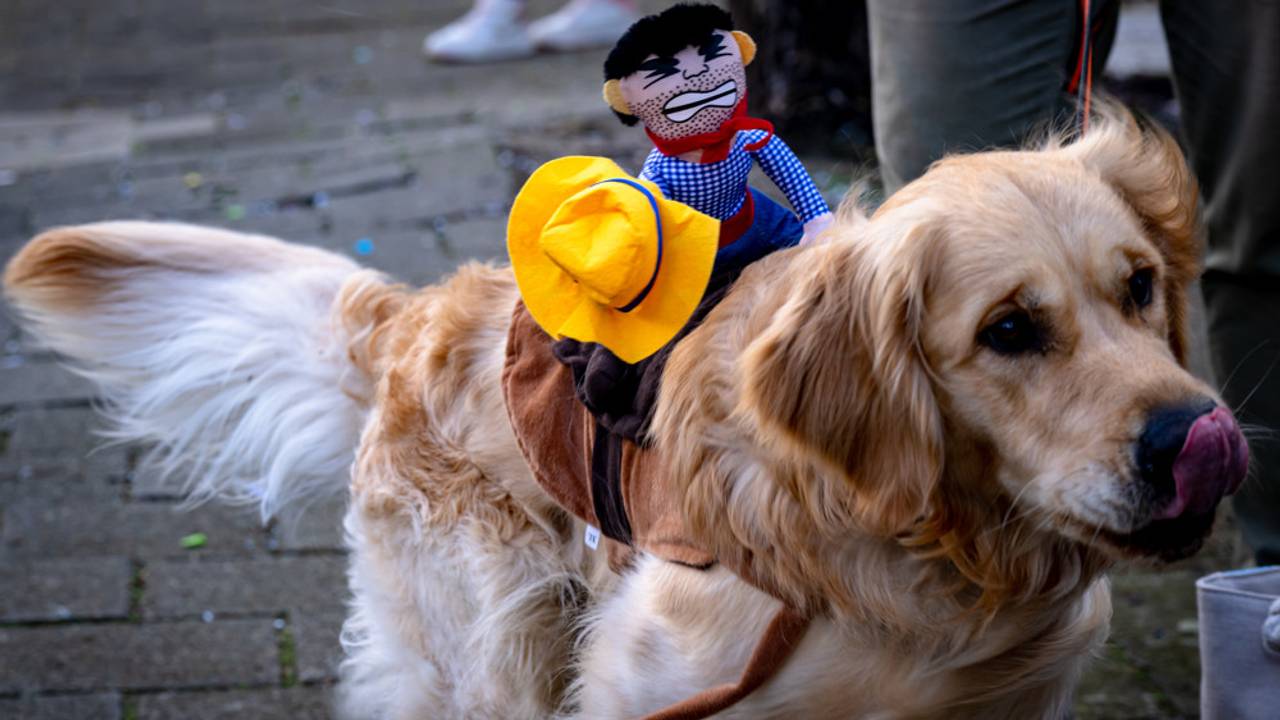 Grote Optocht Zeuvebultelaand (foto: Jack Brekelmans/Eye4images).
