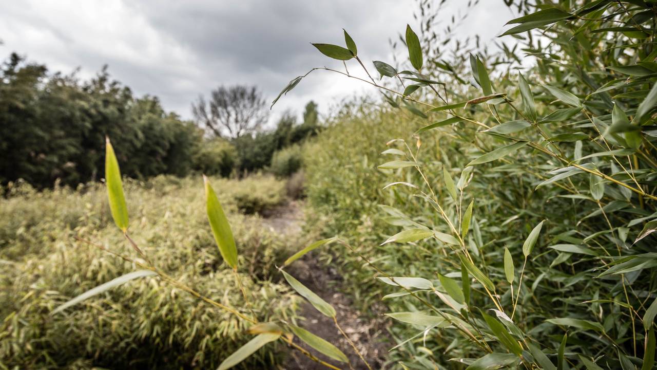 Foto ter illustratie (foto: ANP).