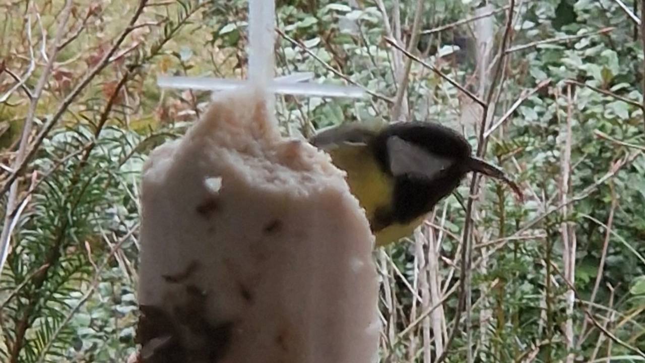 Een koolmees met een vreemde snavel (foto: Inge Arts).