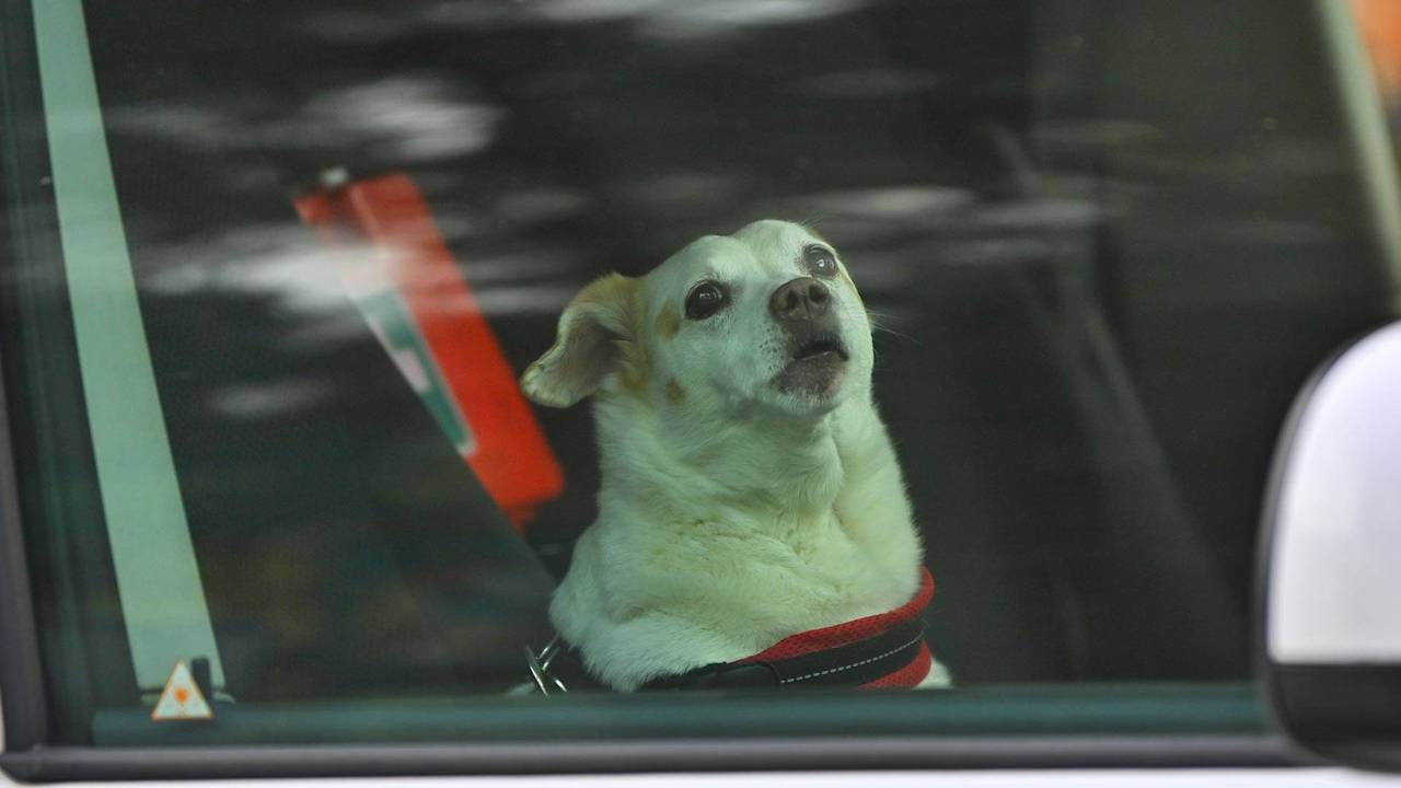 De hond kwam met de schrik vrij (foto: Rico Vogels / Persbureau Heitink).