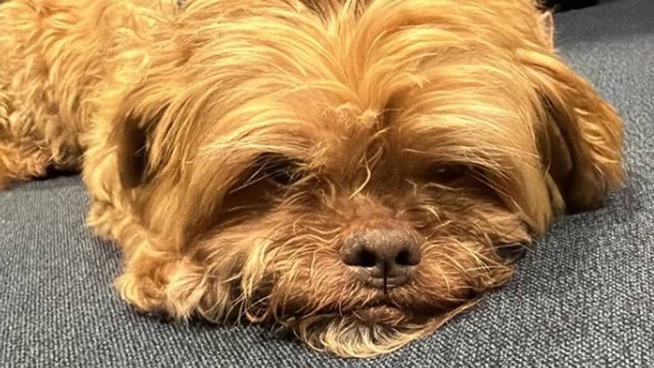 Foto: Instagram politie Maashorst.