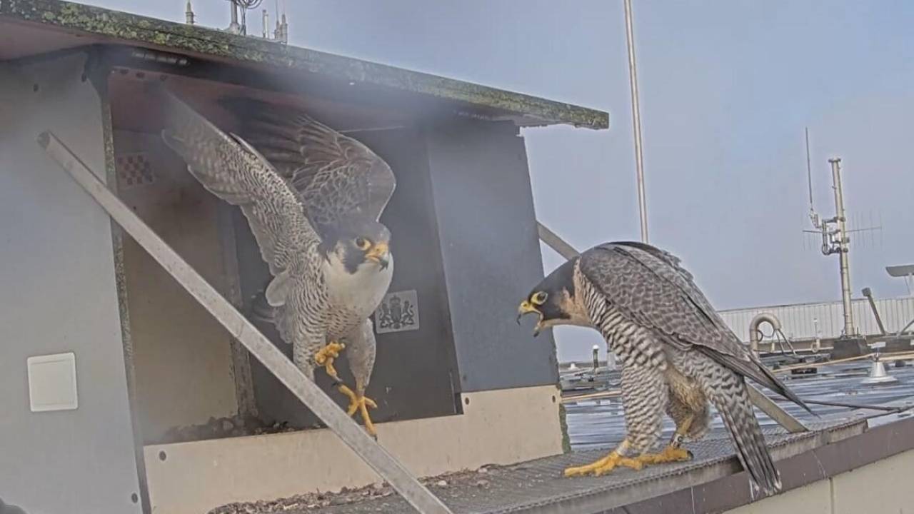 Slechtvalken op het provinciehuis in Den Bosch (beeld: provincie Noord-Brabant).