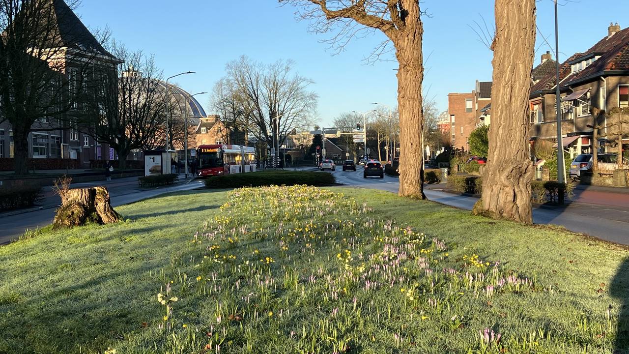 De krokussen in het natte gras met al 9,9 graden rond 08.25 uur (foto: Henk Voermans)