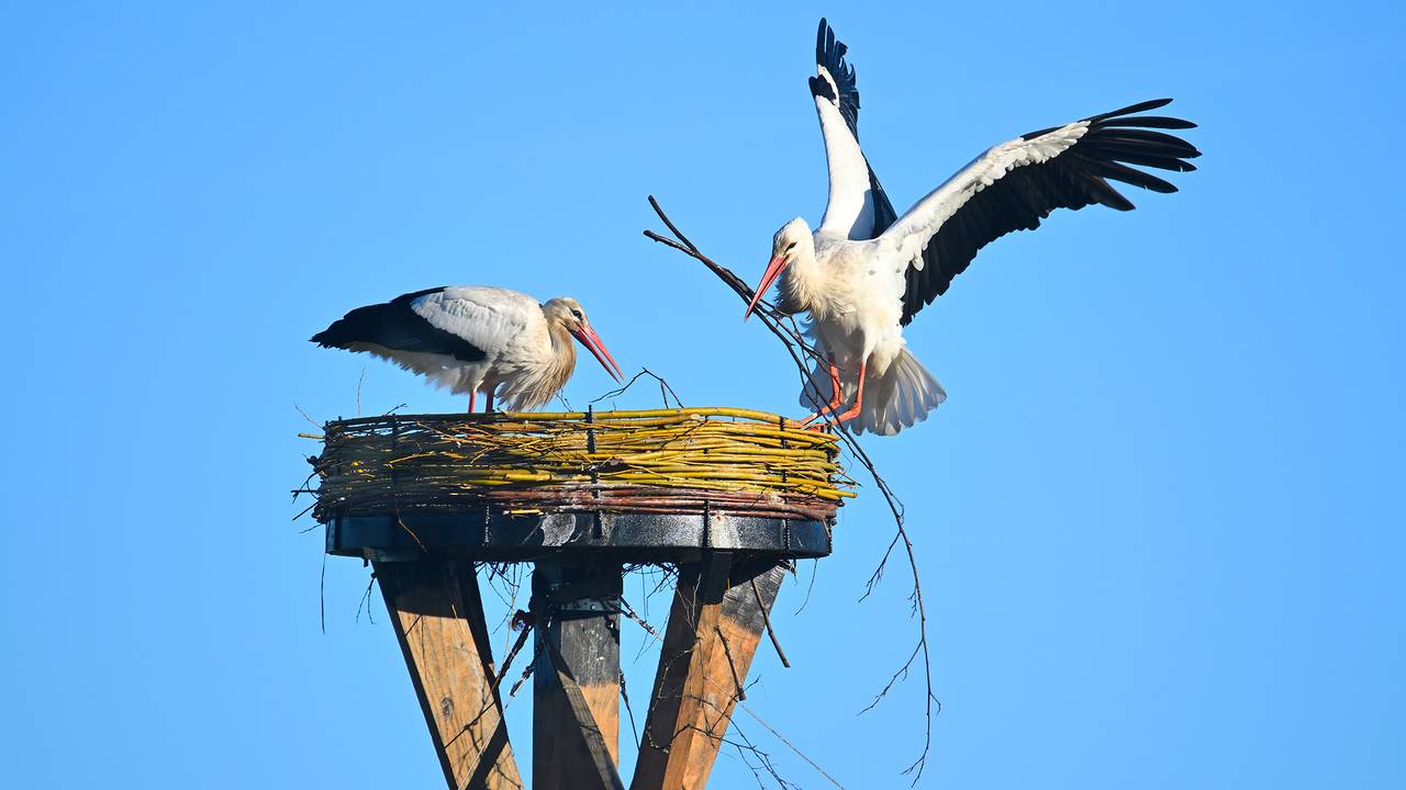 De ooievaars zijn druk bezig (foto: Erald van der Aa).