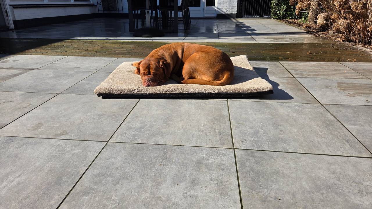 Hond Stientje is helemaal zen in de zon (foto: Dianna van Wel).
