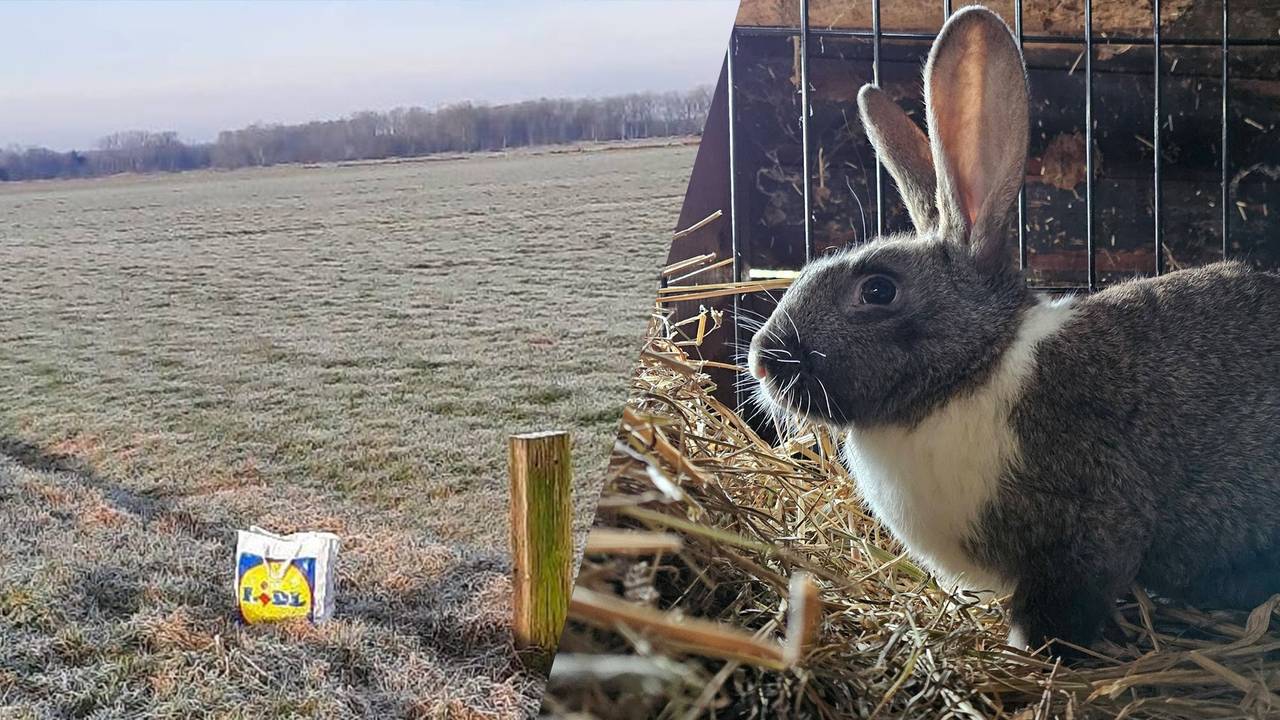 Foto's: Dierenopvang de Maashorst.