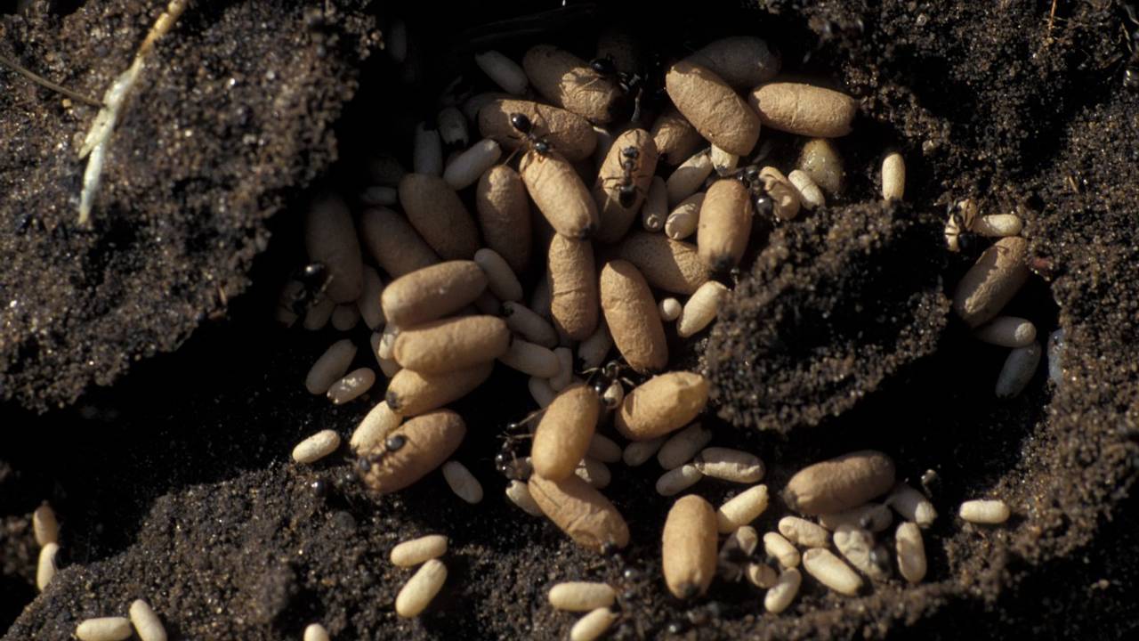 Zwartbruine wegmieren en een nest met cocoons (foto: Saxifraga/Frits Bink).