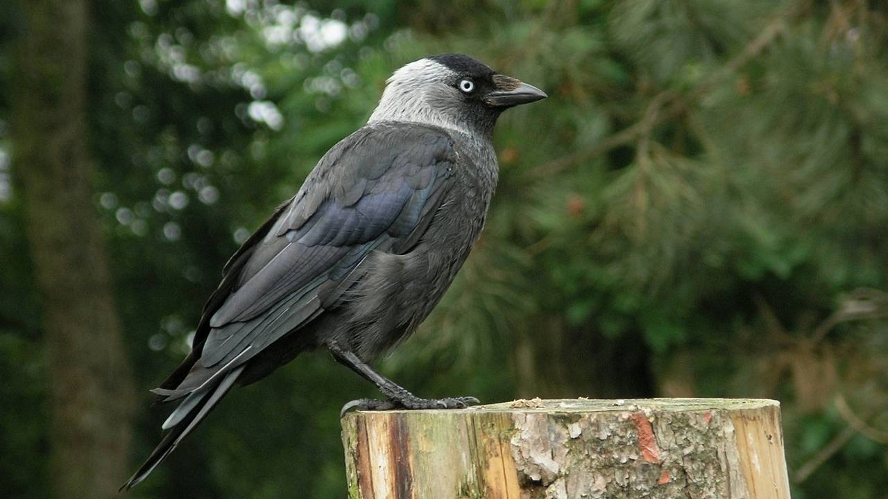 Een kauw (foto: Saxifraga/Hans Dekker).