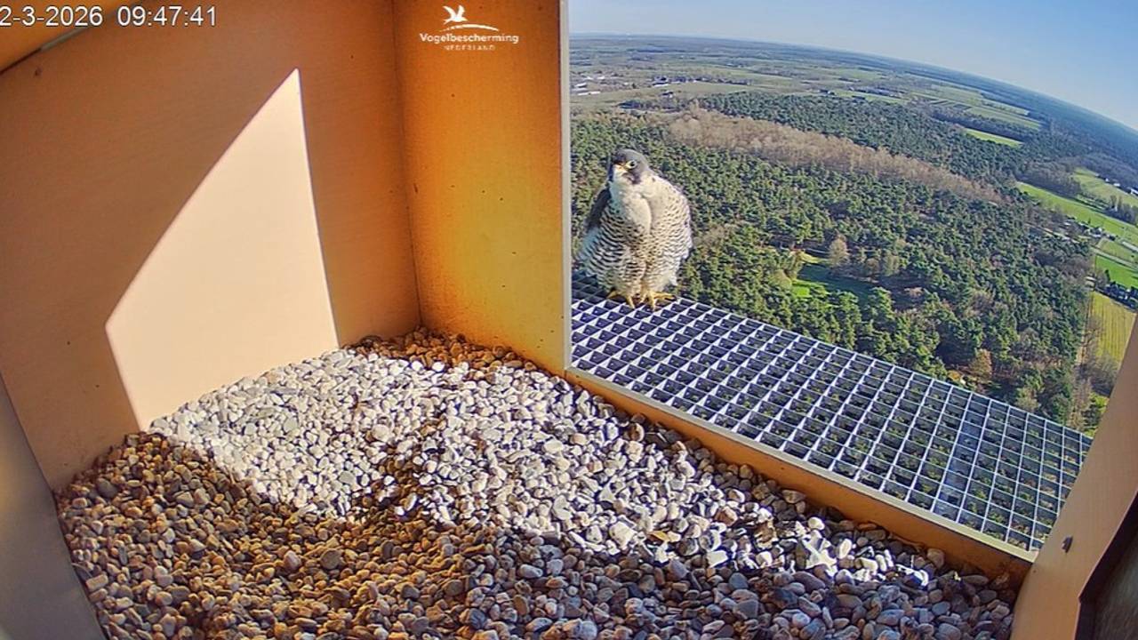 Een slechtvalk in De Mortel (afbeelding: camera Vogelbescherming).