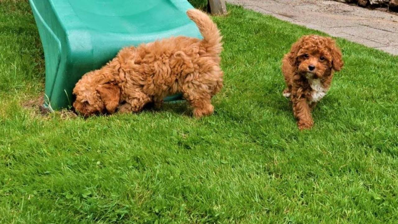 Hondjes van de fokker uit het artikel (Foto: Marktplaats).