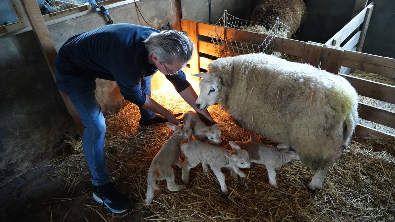 Marc is net als moederschaap apetrots op de vierling (foto: Rochelle Moes). 