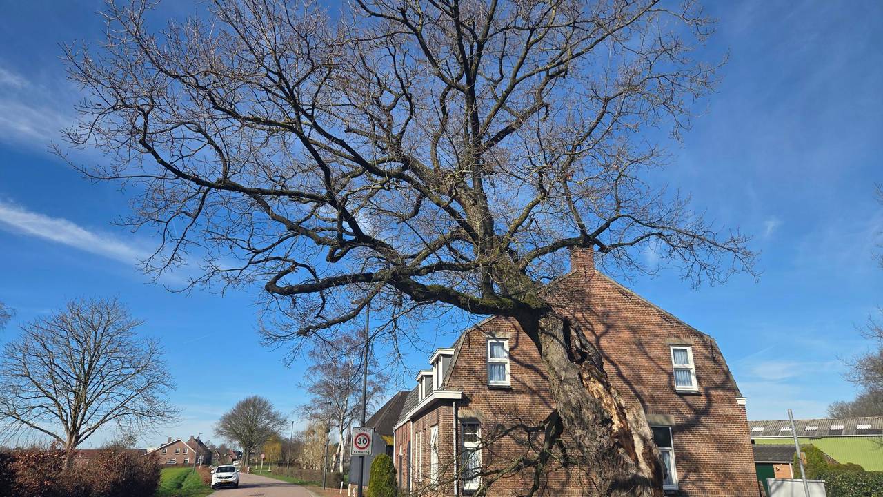 De Heilige Eik in Den Hout (foto: Henk van Ingen/Omroep Brabant)