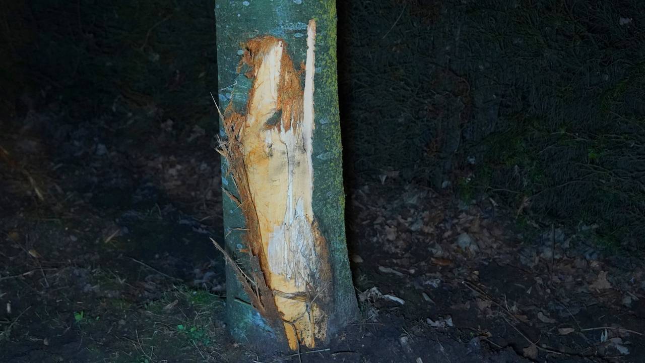 De bestuurder raakte met de auto een boom naast de weg (foto: Bart Meesters/Persbureau Heitink).