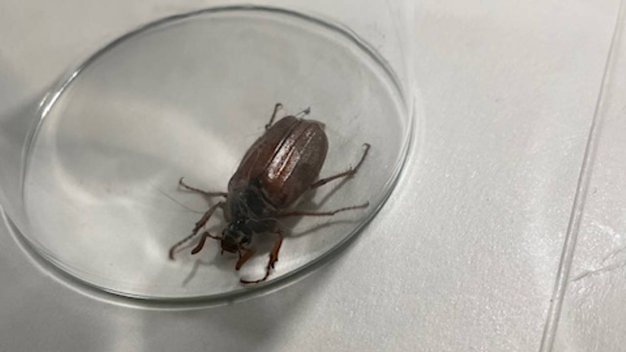 Een meikever (foto: Herman Siepel).