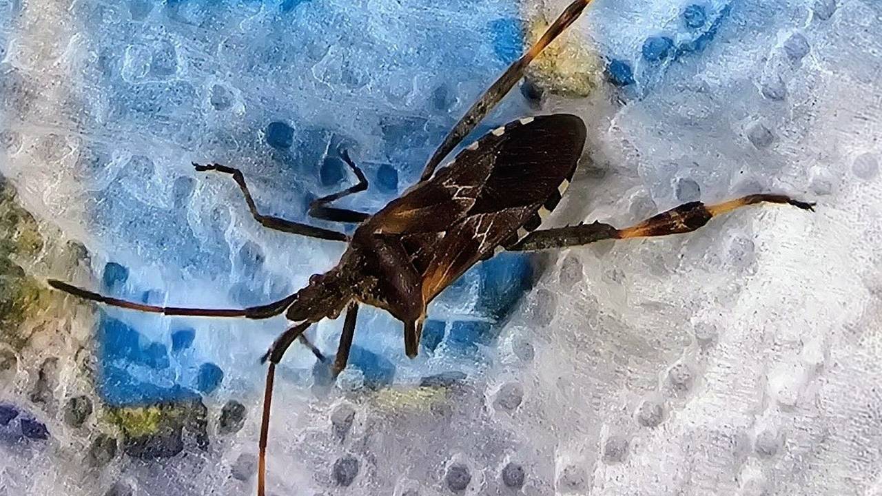 Een bladpootrandwants (foto: Marianne Wijten).