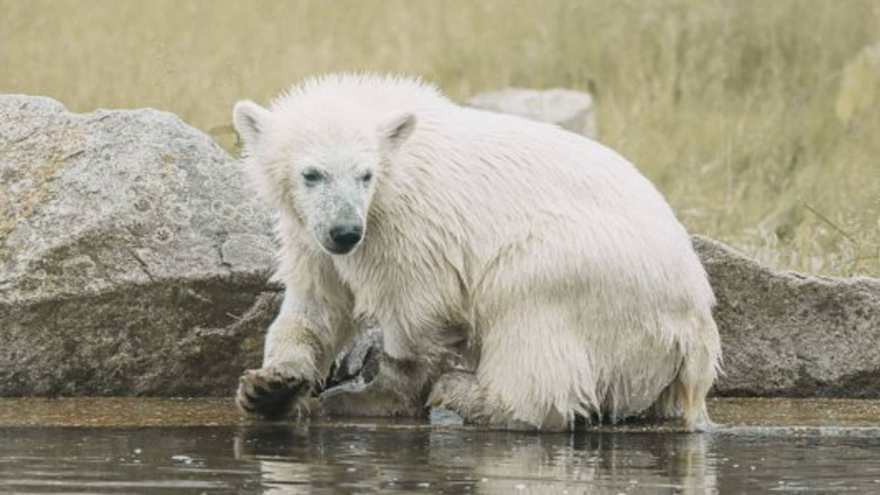 Eindhoven Zoo neemt afscheid van ijsbeer Otis en verwelkomt Nanuk