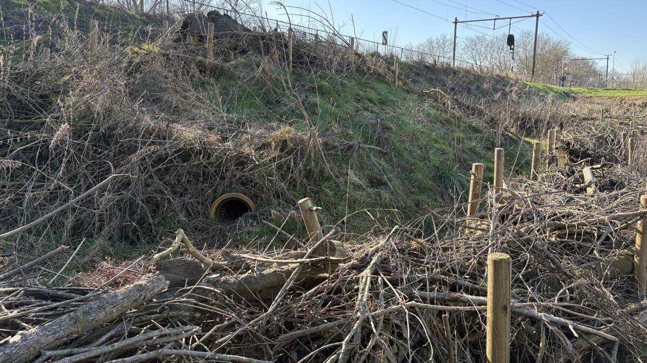 ProRail verleidt dassen met nepburcht bij Ravenstein