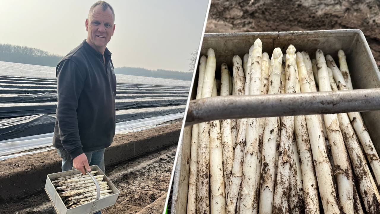 Marc en Sandra de Wit hebben de eerste asperges van de koude grond (foto: