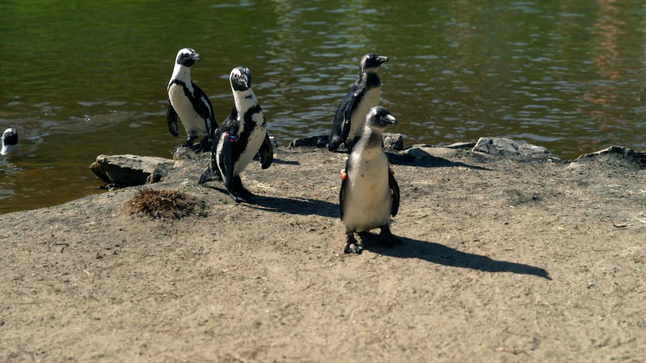Beekse Bergen gaat pinguïnkolonie uitbreiden met pinguïns van andere parken