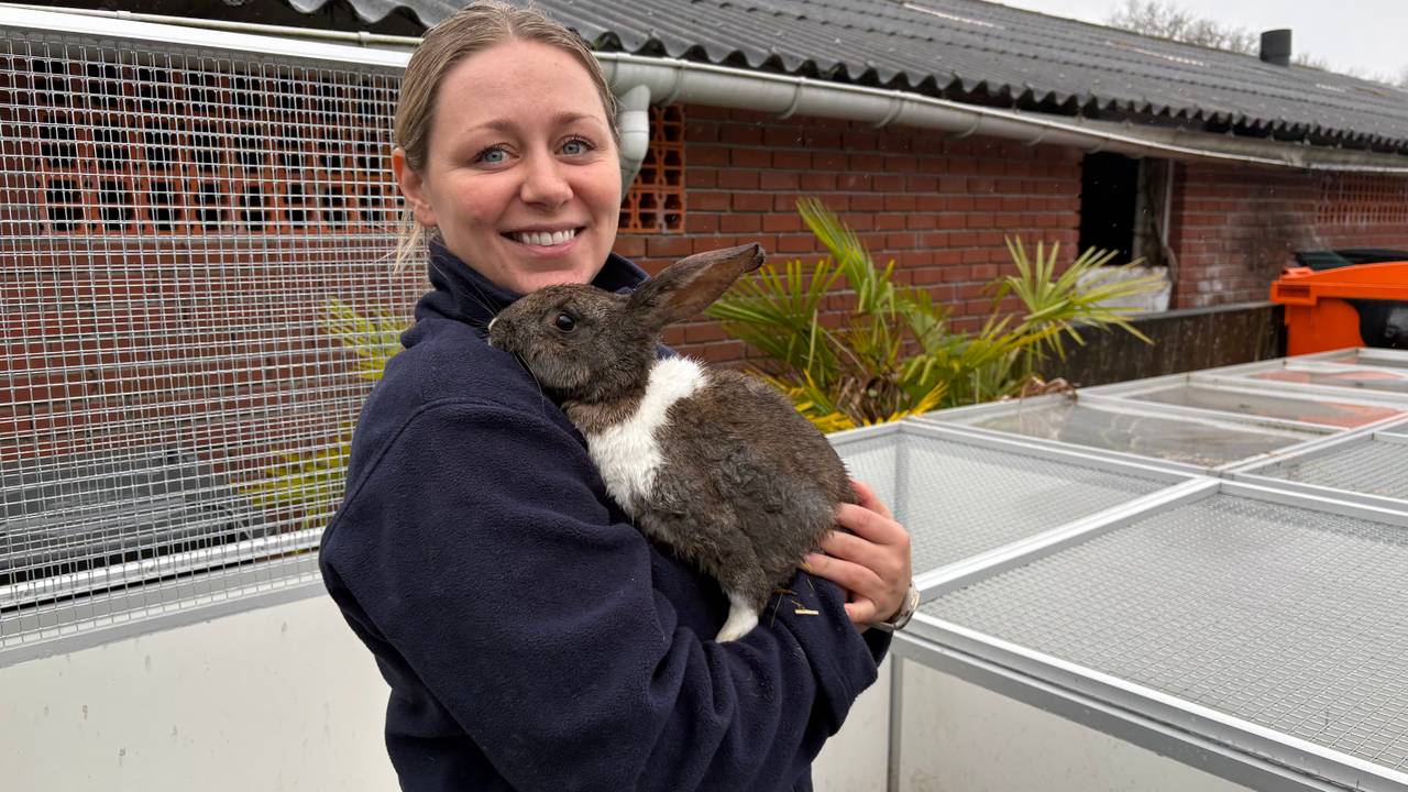 Gedumpte konijntjes bij de opvang