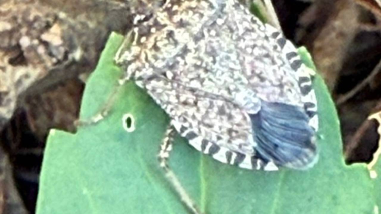 Een bruingemarmerde schildwants (foto: Roland Raijmakers).