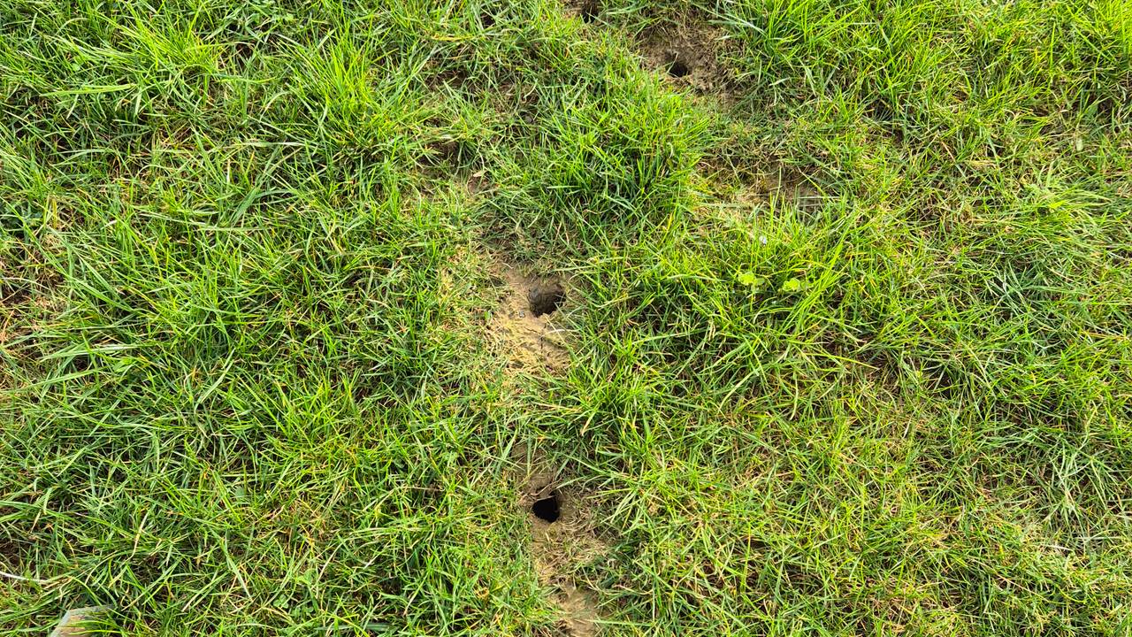 Gaten gemaakt door een groene specht (foto: Rudi van den Eynde).