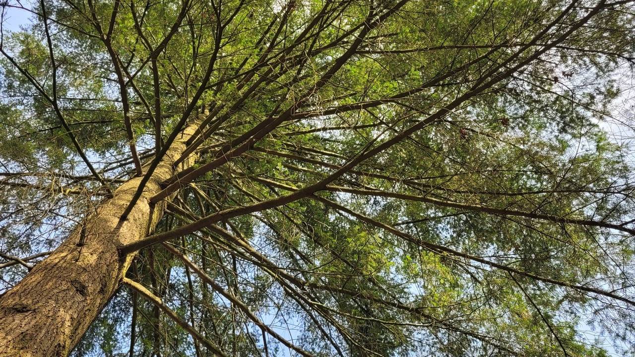 Voorjaar in Geldrop (foto: Shyamen Bollen).