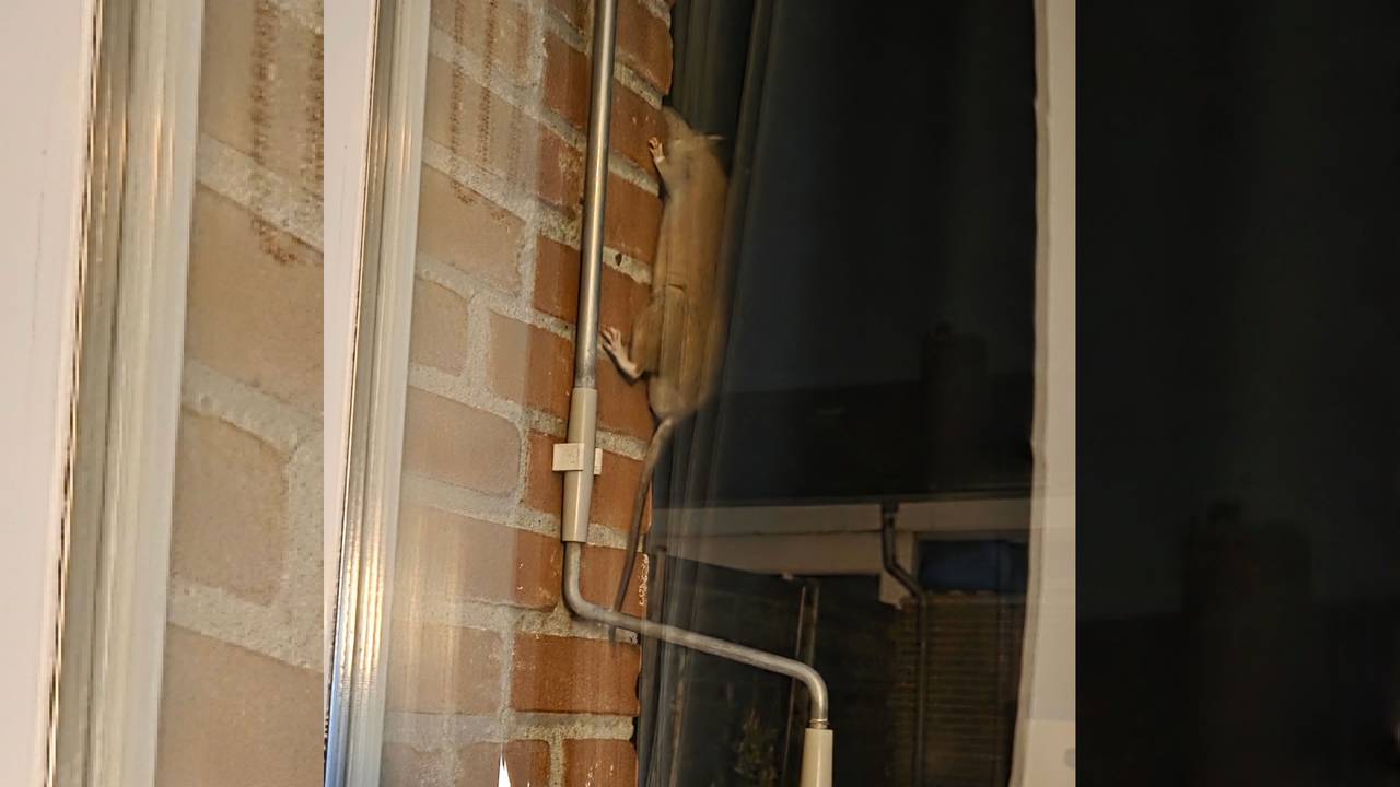 Ratten duiken weer op in Dorst