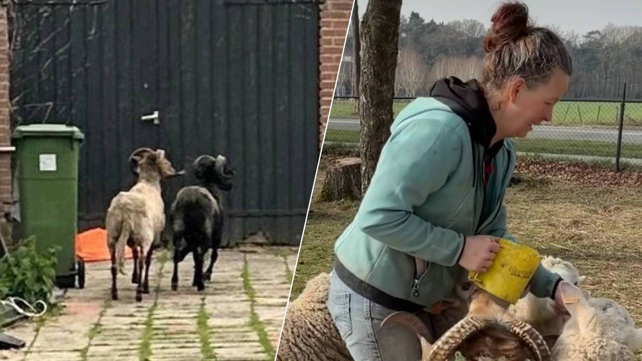Links: De dieren in de tuin van de shoarmazaak vorig jaar. Rechts: Esmée Olthuis voert een aantal schapen en rammen die ze opvangt. (Foto: Comité Dierennoodhulp / L1.)