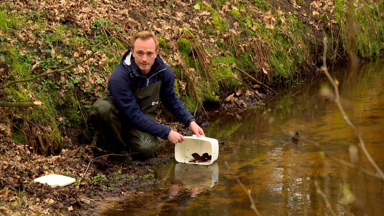 Eendagsvlieg en steenvlieg terug in Brabantse beken