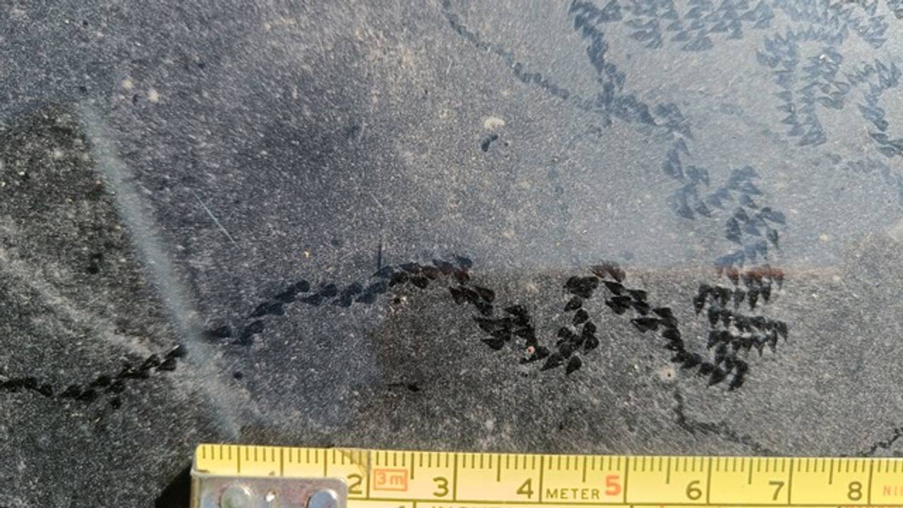 Een vreetspoor van een huisjesslak (foto: Nicole).