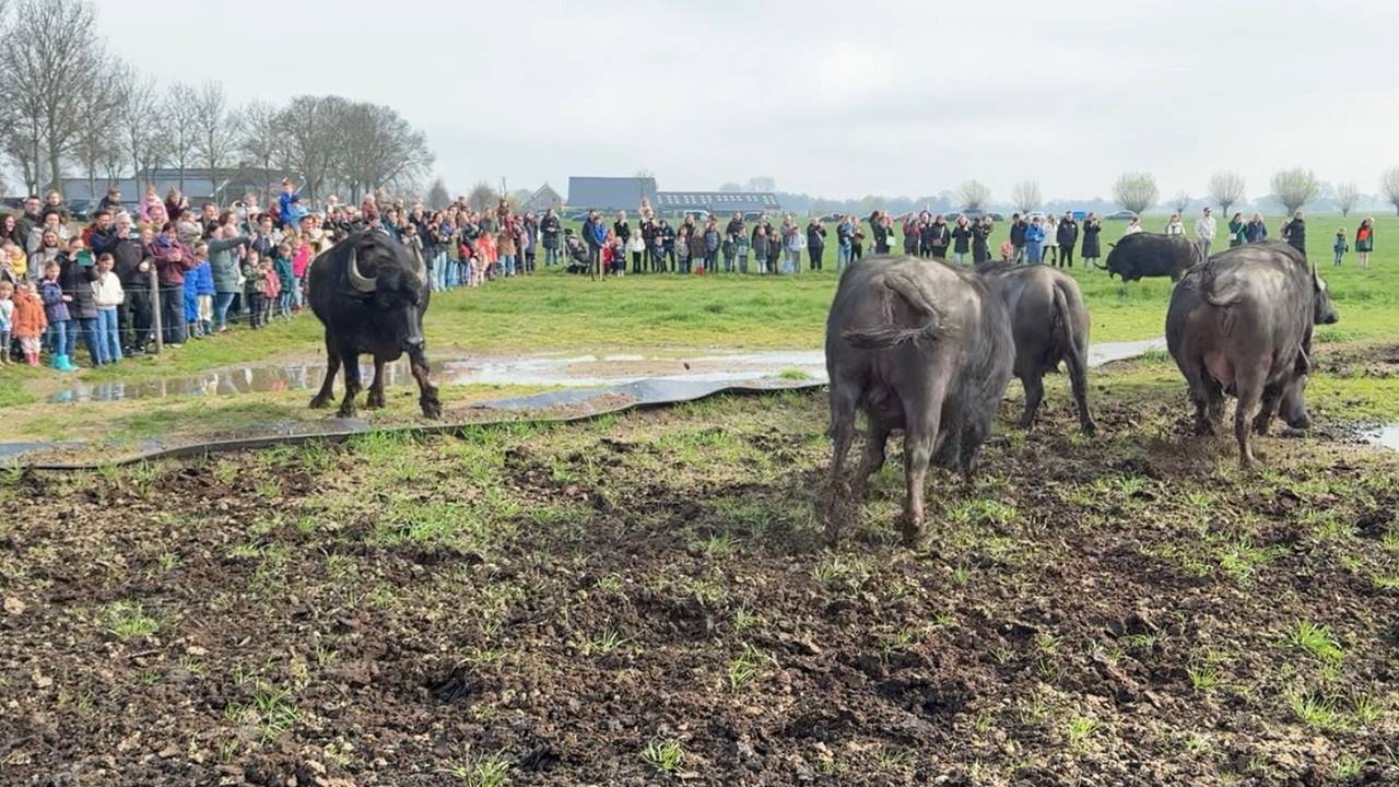 De waterbuffels mochten zaterdag voor het eerst weer de wei in (foto: Jan Peels).