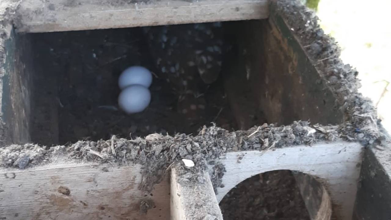 Eerste steenuileneieren van het jaar: ‘Zo vroeg nog nooit meegemaakt’ (foto: Huub Thoonen).