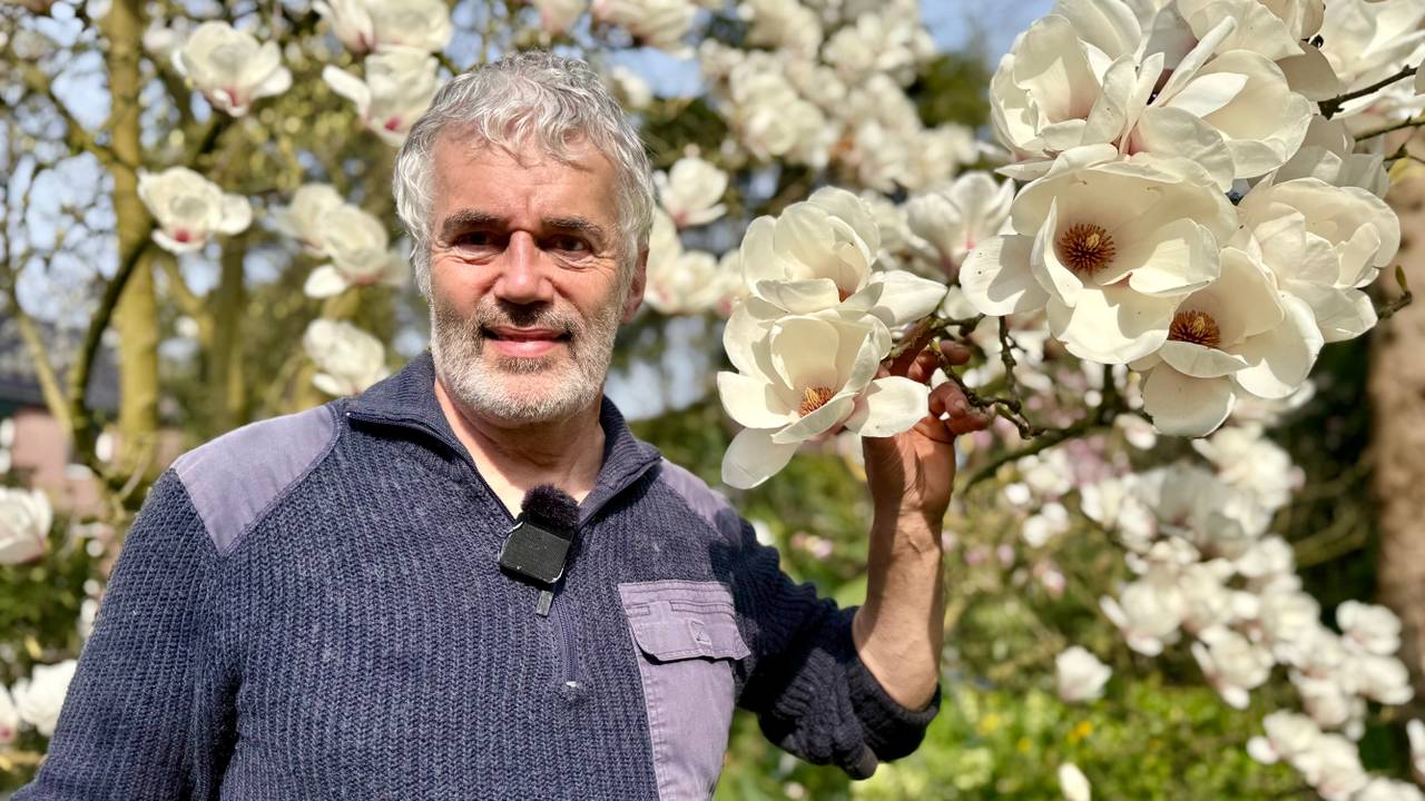 Duizend magnolia’s veranderen Peters dorp in een bloemenparadijs