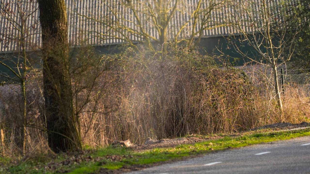 Foto: Harrie Grijseels / Persbureau Heitink