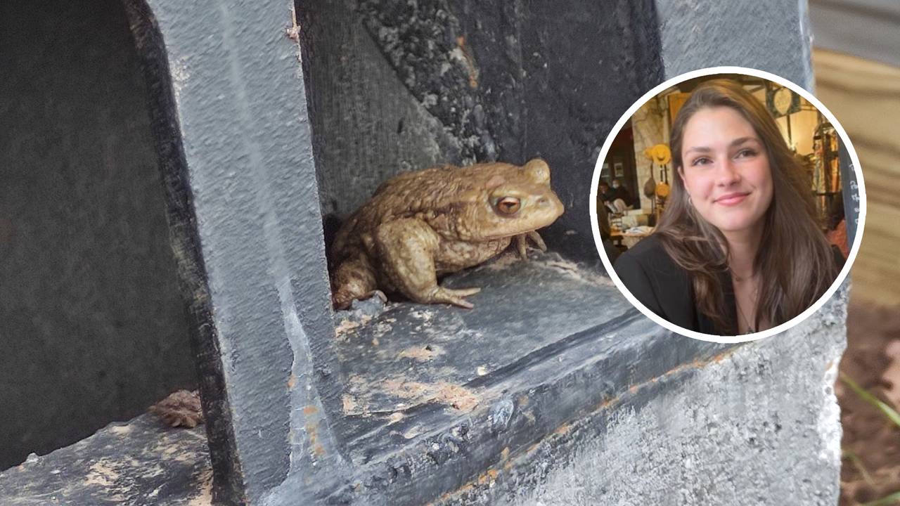 Dankzij ecologiestudente Sofie van Kuijk uit Den Bosch sterven padden en kikkers niet meer in afvoerputjes (foto's: WikiMedia Commons en Sofie van Kuijk)