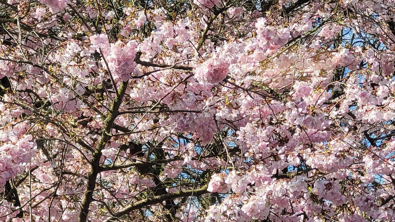 De natuur in lentesfeer (foto: Shyamen Bollen).