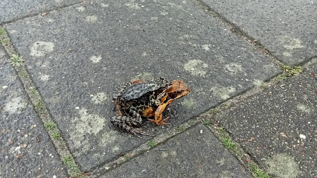 Twee bruine kikkers in paringshouding (foto: Trudy van Meel).
