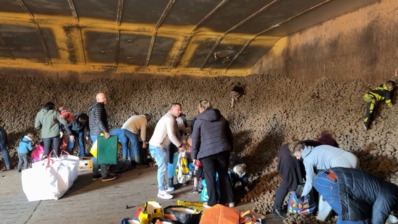 Aardappelgekte in Hapert door spotprijzen: ‘Ik neem 200 kilo mee’