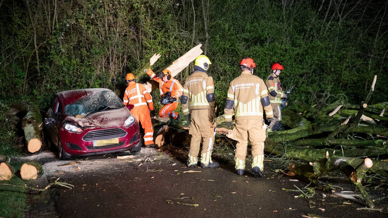 De brandweer zaagde de boom aan de Paulusdonk in Roosendaal in stukken (foto: Christian Traets/Persbureau Heitink).