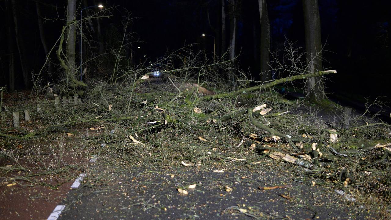 Boom omgewaaid in Breda