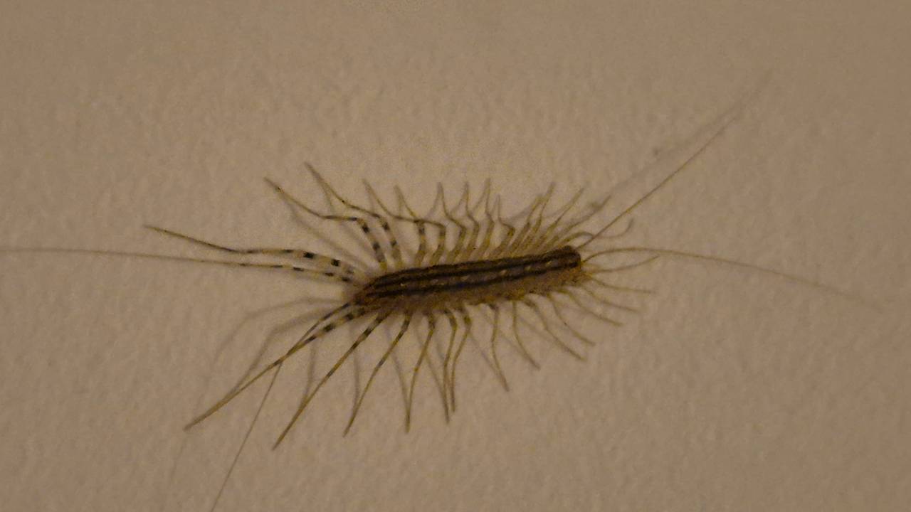 Een spinduizendpoot (foto: Bernadette Roestenburg).