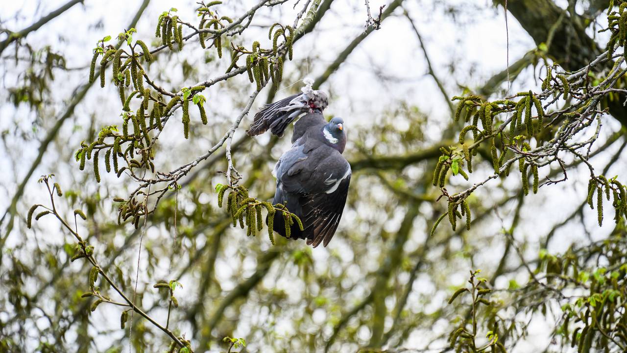 Duif moet gered worden door de brandweer