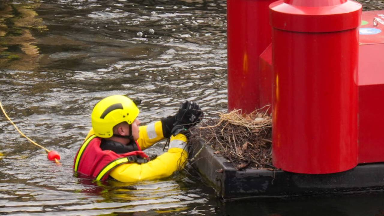 Jonge meerkoet kukelt uit nest, brandweer schiet te hulp