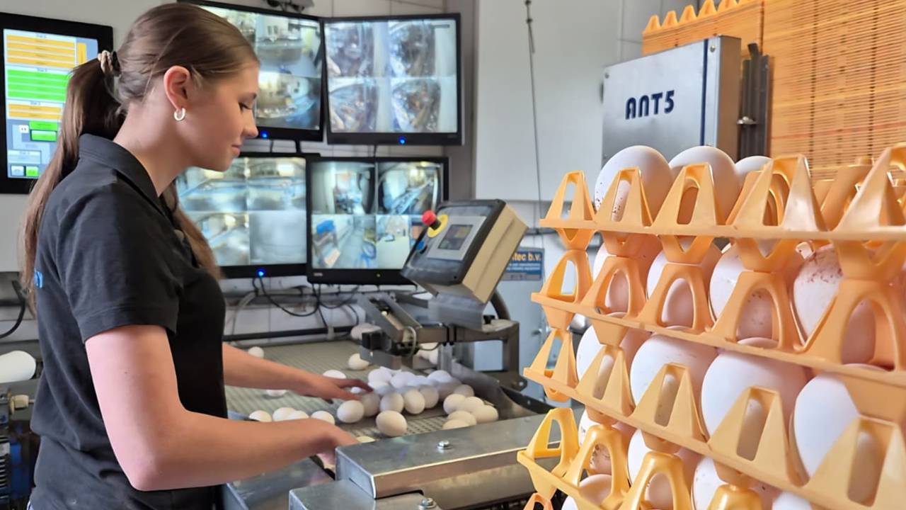 Emma (16) sorteert duizenden eieren voor Pasen