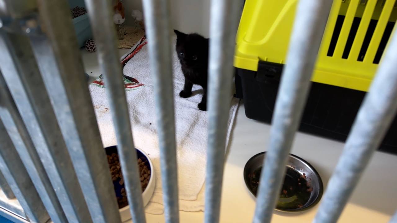 Wie vangt deze kittens op? Flink tekort aan pleeggezinnen dreigt